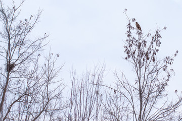 A falcon bird landed on a tree, besides a nest.