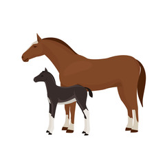 Horse with foal vector illustration isolated on white background. Farm animal.