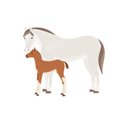 Horse with foal vector illustration isolated on white background. Farm animal.