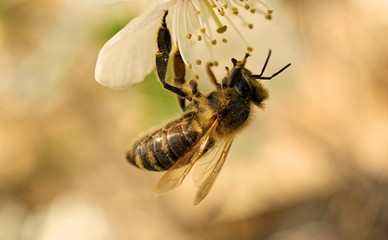bee on a flower
