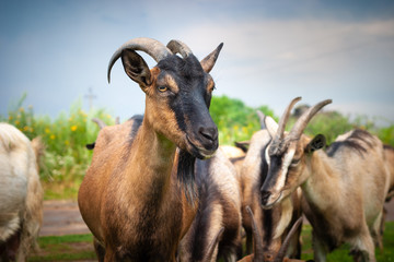 Countryside. Artiodactyl animal farm. In the frame is a herd of brown goats. The goat is looking into the lens.