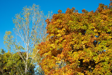 Maple tree all dressed in autumn colors