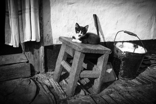 The old house of a lonely grandmother in the village. There is a chair near the entrance to the barn, a small black kitten is sitting on the chair. Black and white image. Horizontal frame.