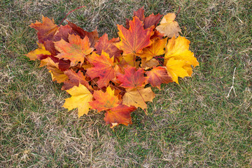 Colorful autumn maple leaves forming a hear shape.