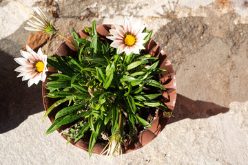 White and purple gazania flower in bloom with some flies stopping by.