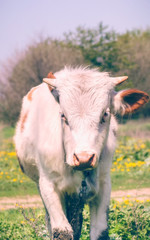 A herd of cows grazes near the river. Countryside. In the frame on the grass 1 young bull. Vertical frame. Ukraine. Kharkov region. Color image.