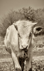A herd of cows grazes on a green meadow near the river. Countryside. In the frame on the grass 1 young bull. Vertical frame. Ukraine. Kharkov region. Black and white photography. Sepia.