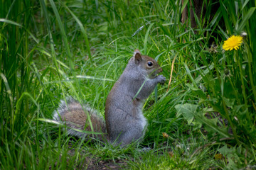 squirrel on the grass