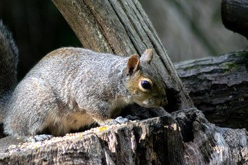 squirrel eating nut