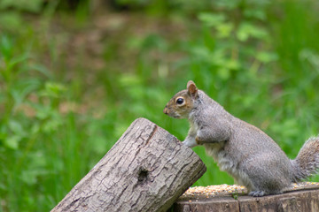 squirrel on a tree