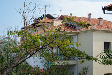 Albizia tree growing in a patio of a vacation village.