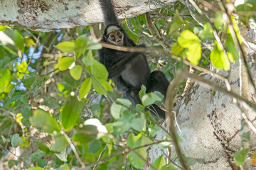 White Cheeked Spider Monkey in the Rainforest