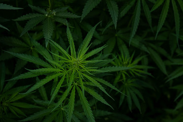 green leaves of cannabis or marijuana. Growing plant for medical purposes or for drug sale.