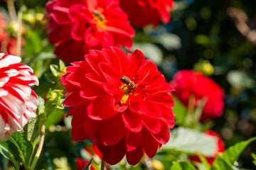 Bee crawling on a blossoming dahlia flower