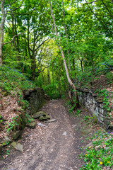 footpath in the forest