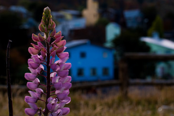Flor Silvestre Patagonica.