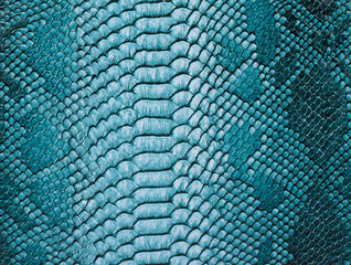 Snake skin background. Close up.