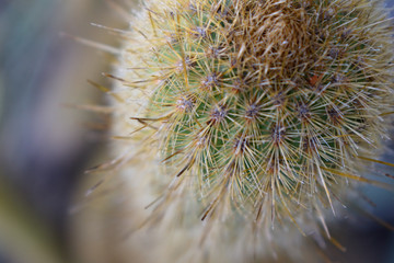 Kaktus (1)