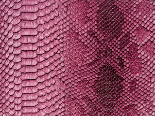 Snake skin background. Close up.