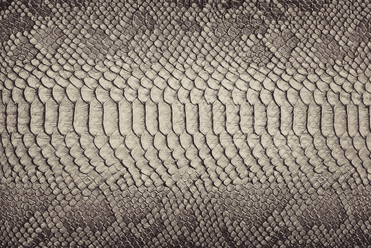 Snake skin background. Close up.