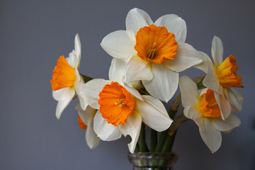 bouquet of fresh cut white and yellow daffodils