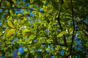 green leaves against the sky