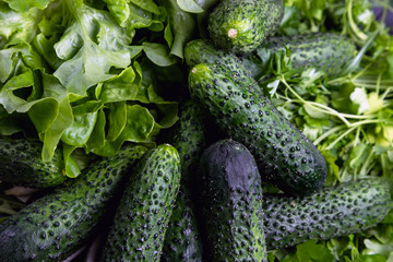 Green fresh cucumbers. Cucumbers lie on the grass. Green natural background. Vegetarianism. Dietary food.