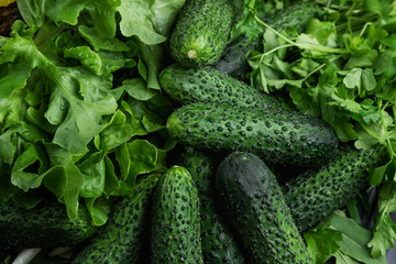 Green fresh cucumbers. Cucumbers lie on the grass. Green natural background. Vegetarianism. Dietary food.