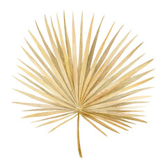 Watercolor golden dried fan palm leaf. Exotic beige clipart isolated on the white background. Hand-drawn illustration. California boho style.