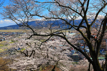 春の釣山公園