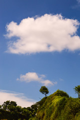 Fototapeta premium a tree with beautiful clouds above it