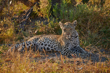 Beautiful leopard (Panthera pardus).