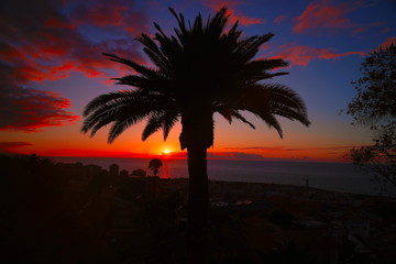 Palm tree in the sunset. Canary Islands, Tenerife. Puerto de la Cruz, Tarao Garden.