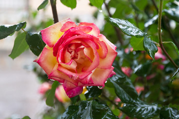 Pink and yellow rose with drops of rain water 