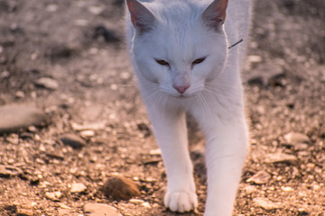 Gato blanco