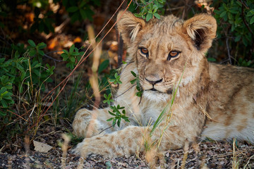 Lion cub (Panthera leo)
