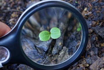one black magnifier increases green small sprout on earth