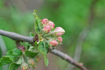 apple tree branch with white and pink flowers buds in green leaves in spring garden