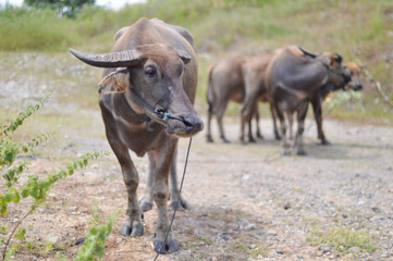 a group of buffalo who are looking for food