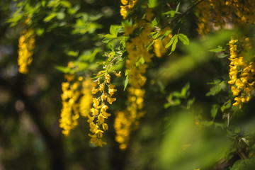 Laburnum anagyroides in full bloom in the spring garden on a Sunny day. Yellow Laburnum anagyroides close-up on a green background. Laburnum, of the Fabaceae family.