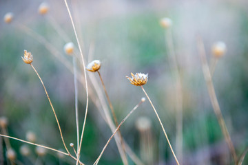 PRIMAVERA 2019 FLORES SECAS ALERGIA COVID