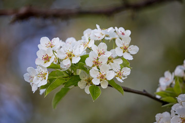 Cherry blossom in a park in Toronto, Canada