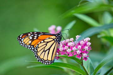 A Monarch Butterfly in a park in Toronto, Canada