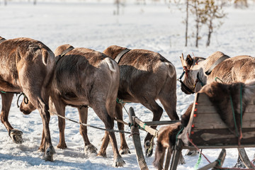 Four deers harnessed to the sleds in winter. Arkhangelsk region, Russia