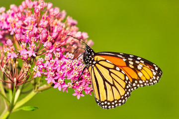 A Monarch Butterfly in a park in Toronto, Canada