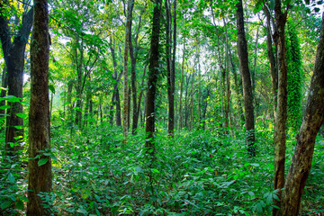 Fototapeta na wymiar A Red sandalwood plantation in Kerala