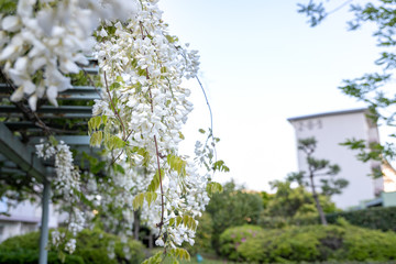 団地の公園に咲く藤の花　千葉県船橋市　日本