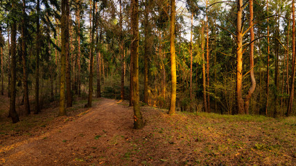 Fototapeta premium spring-summer hilly pine forest. beautiful panoramic view in the warm evening light of the setting sun.