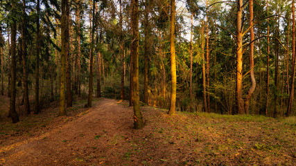 spring-summer hilly pine forest. beautiful panoramic view in the warm evening light of the setting sun.