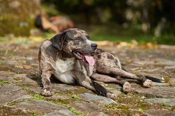 Dog panting in hot summer heat weather